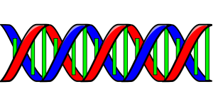 dna-24559_1280 past life karma reincarnation re-birth horoscope kundli predictions d12(dwdashamsa) d60(shashtiamsa) d9(navamsa) divisional or varga  charts